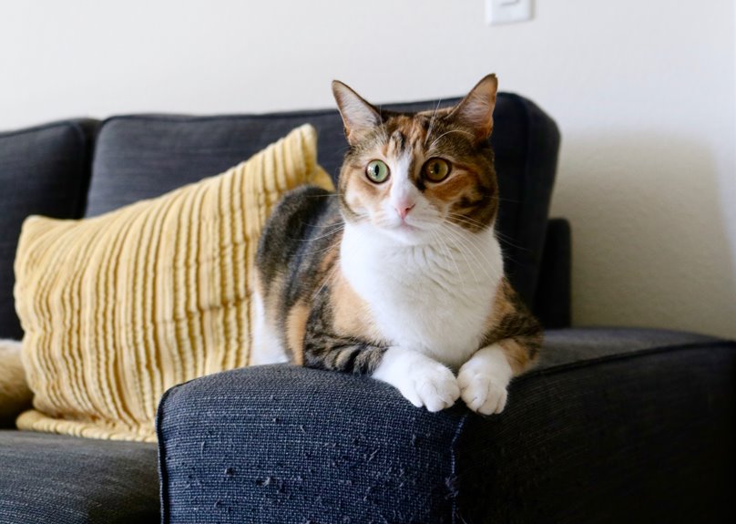 how to clean cat urine on sofa