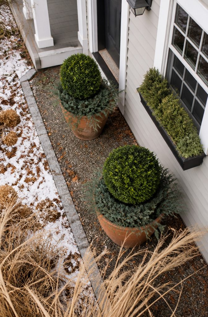 Evergreen plants in containers beside a house with window boxes