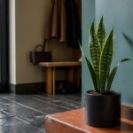 Snake plant with upright green leaves marked by lighter horizontal bands