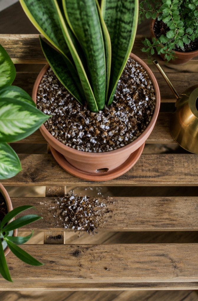 How to Care for a Snake Plant Indoors: 7 Practical Steps 4 Snake plant in a pot with upright green leaves